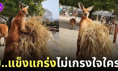 ภาพจิงโจ้แบกกองฟาง