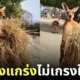 ภาพจิงโจ้แบกกองฟาง
