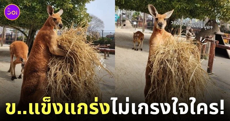 ภาพจิงโจ้แบกกองฟาง