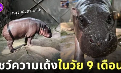 ฮิปโปแคระ หมูเด้ง 9 เดือน