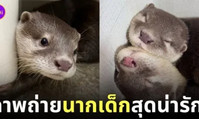 ภาพถ่ายแก๊งนากเด็ก 이웃집수달 Otter’s Home