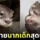 ภาพถ่ายแก๊งนากเด็ก 이웃집수달 Otter’s Home
