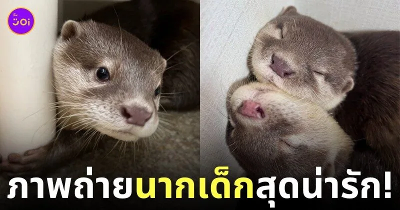 ภาพถ่ายแก๊งนากเด็ก 이웃집수달 Otter’s Home