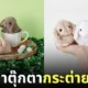 กระเป๋าตุ๊กตากระต่ายขนฟู felissimo