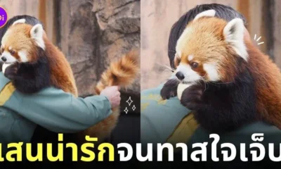 ภาพพี่เลี้ยงของสวนสัตว์ญี่ปุ่น เช็คหาง แพนด้าแดง
