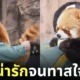 ภาพพี่เลี้ยงของสวนสัตว์ญี่ปุ่น เช็คหาง แพนด้าแดง