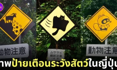 ภาพป้ายเตือนระวังสัตว์ในประเทศญี่ปุ่น