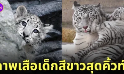 ภาพถ่ายเสือน่ารัก RIKUNOW