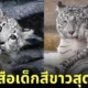 ภาพถ่ายเสือน่ารัก RIKUNOW