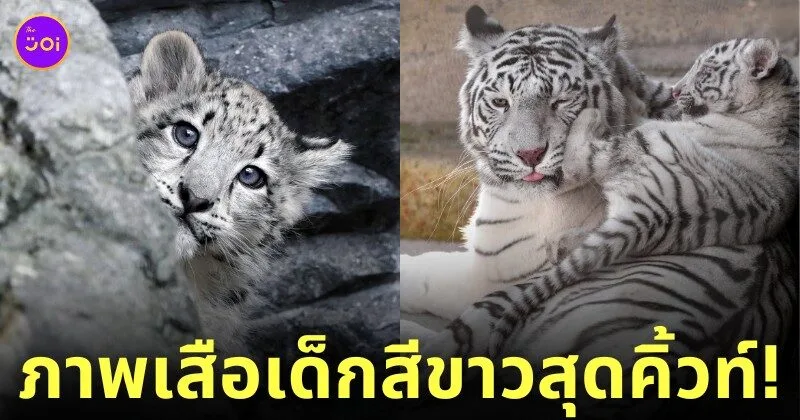 ภาพถ่ายเสือน่ารัก RIKUNOW