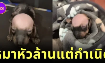 "คอร์เนเลียส (Cornelius)" สุนัขดัชชุนกลายเป็นขวัญใจคนทั่วโลกในชั่วข้ามคืน เพราะหัวล้านแต่กำเนิด