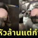 "คอร์เนเลียส (Cornelius)" สุนัขดัชชุนกลายเป็นขวัญใจคนทั่วโลกในชั่วข้ามคืน เพราะหัวล้านแต่กำเนิด