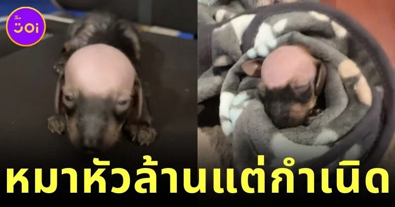 "คอร์เนเลียส (Cornelius)" สุนัขดัชชุนกลายเป็นขวัญใจคนทั่วโลกในชั่วข้ามคืน เพราะหัวล้านแต่กำเนิด