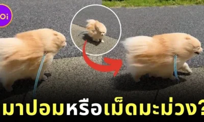 A clip of a Pomeranian dog walking against strong winds regardless of its size looking like a living mango seed