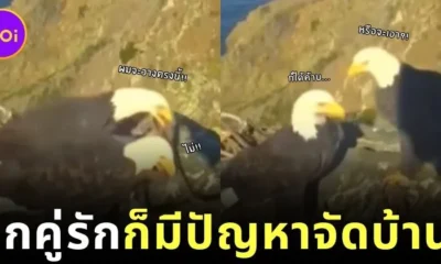 เผยคลิปฮา! นกอินทรีคู่รักทะเลาะเรื่องจัดบ้าน ไม่ต่างจากมนุษย์ สุดท้ายก็ต้องยอมฝ่ายหญิงตามเคย