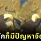 เผยคลิปฮา! นกอินทรีคู่รักทะเลาะเรื่องจัดบ้าน ไม่ต่างจากมนุษย์ สุดท้ายก็ต้องยอมฝ่ายหญิงตามเคย
