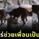 ไวรัล! เจ้าหมาใหญ่ฮีโร่ "เรจจี้ (Reggie)" ช่วยชีวิตน้องหมาเฟรนช์บูลด็อกจากอาการลมชัก ขณะเจ้าของไม่อยู่บ้าน