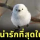 ส่องความน่ารักของ "นกชิมาเอนากะ" ภูติหิมะจิ๋ว ที่หลายคนยกให้เป็นนกที่น่ารักที่สุดในโลก