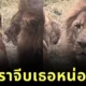 เผยคลิปสุดฮา! สิงโตแอ๊วสาวไม่สำเร็จ โดนเมินไม่พอยังโดนสวบอีก สุดท้ายต้องหันมาขอความช่วยเหลือจากนุด