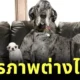 เผยภาพ "ชิวาวากับเกรทเดน" เป็นเพื่อนซี้กัน พิสูจน์ไซส์ไม่ใช่อุปสรรคในการสร้างมิตรภาพ