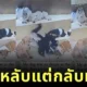 หมาไซน้องใหม่ในศูนย์ฝากเลี้ยงสุนัข ง่วงหนักแต่เก๊กเก่ง! สภาพสลึมสลือจนไวรัล