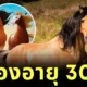 "สปิริต (Spirit)" ม้าต้นแบบจากแอนิเมชั่นดัง "Spirit: Stallion of the Cimarron" ฉลองวันเกิดอายุครบ 30 ปี ขณะที่ใช้ชีวิตหลังเกษียณท่ามกลางธรรมชาติ