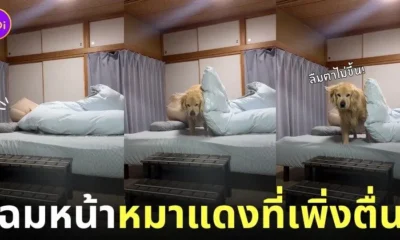 คลิปหมาโกลเด้นที่หน้ายู่ยี่เพราะเพิ่งลืมตาตื่นจากที่นอน