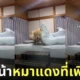 คลิปหมาโกลเด้นที่หน้ายู่ยี่เพราะเพิ่งลืมตาตื่นจากที่นอน