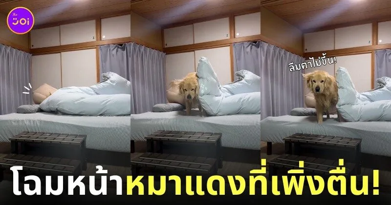 คลิปหมาโกลเด้นที่หน้ายู่ยี่เพราะเพิ่งลืมตาตื่นจากที่นอน