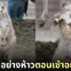 ภาพจิงโจ้เด็กทำท่าง่วงนอน