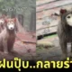 คลิปหมาวัดที่ภูทับเบิก TikTok