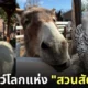 ภาพสัตว์โลกน่ารัก สวนสัตว์โทบุ Tobu Zoo ประเทศญี่ปุ่น