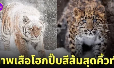 ภาพถ่ายเสือน่ารัก RIKUNOW