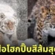 ภาพถ่ายเสือน่ารัก RIKUNOW
