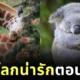 พาส่อง 24 ภาพสัตว์โลกน่ารักตอนนอนหลับ ที่หลายคนไม่เคยเห็นมาก่อน!