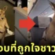 ครีเอเตอร์เอาใจชาวเน็ต! เผยคลิปตอนจบ "ลูกจิงโจ้ได้ขึ้นเครื่องบินจากซิดนีย์ไปดูไบ" ที่สร้างด้วย AI สมจริงไม่แพ้คลิปแรก!