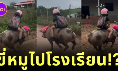 ไวรัล! เด็กชายชาวบราซิลขี่หมูไปโรงเรียน บอกเลยว่าเร็วแรงไม่แพ้ม้า!
