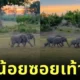 เผยคลิปน่ารักของลูกช้างน้อยซอยเท้ายิกเดินตามครอบครัว ชาวเน็ตแห่แซว "หรือเพราะแม่เรียกหลายรอบแล้วไม่มา เลยถูกทิ้งไว้ข้างหลังตัวเดียว"