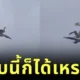 นกนางนวลขี่หลังเพื่อนบิน ราวกับ "แจ็ค-โรส" ใน "Titanic" โมเมนต์สุดฮาที่ทำให้โลกโซเชียลต้องอมยิ้ม