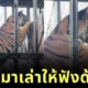 เสือในสวนสัตว์ศรีอยุธยาแอบใส่ใจเพื่อนบ้าน จนชาวเน็ตแห่แซวนี่มันเสือสัญชาติไทยแท้ล้านเปอร์เซ็นต์!