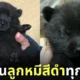 ลูกหมาเหมือนลูกหมี