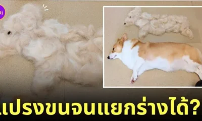 การแปรงขนหมาคอร์กี้