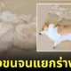 การแปรงขนหมาคอร์กี้