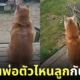 พ่อลูกหมาชิบะอินุ
