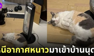 ภาพแมวจรหลบอากาศหนาวข้างนอกเข้ามานอนแช่ฮีตเตอร์