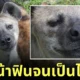 ไฮยีน่าสวนสัตว์สงขลา