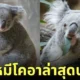 ภาพหมีโคอาล่า สวนสัตว์ญี่ปุ่น