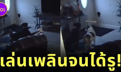 rottweiler plays hard until wall get hole