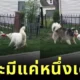 สองหมาไซยื้อยุดฉุดกระชากของเล่นเป็นจังหวะ! ชาวเน็ตลุ้นกันมันส์ ใครจะได้ไปครอง!?