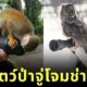 20 funny pictures of wildlife approach photographers
